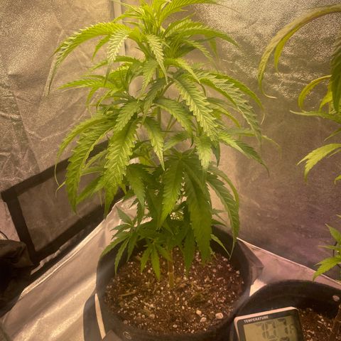 Congolese Bubblegum  growlog timeline photo