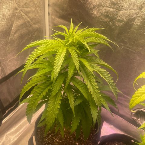 Congolese Bubblegum  growlog timeline photo