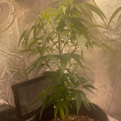 Congolese Bubblegum  growlog timeline photo