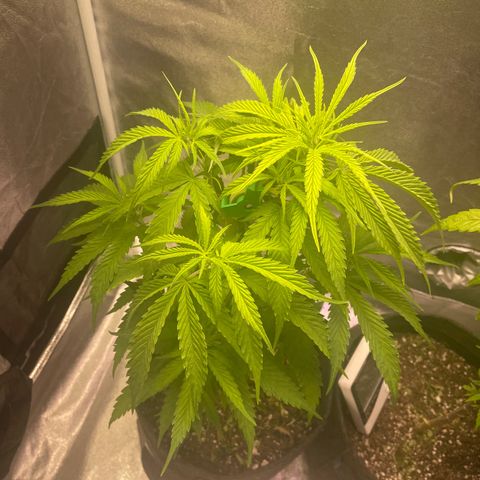 Congolese Bubblegum  growlog timeline photo