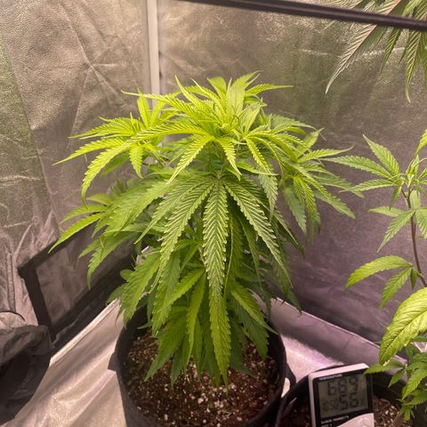 Congolese Bubblegum  growlog timeline photo