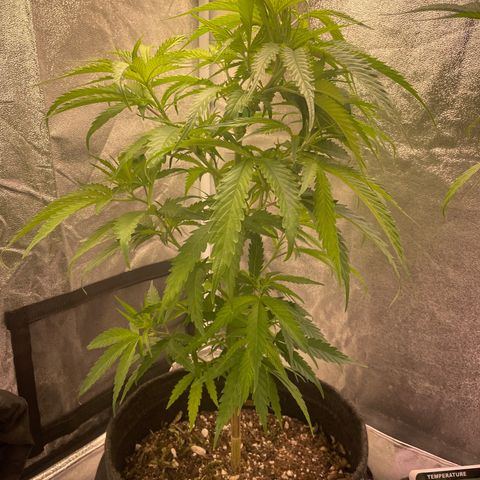 Congolese Bubblegum  growlog timeline photo