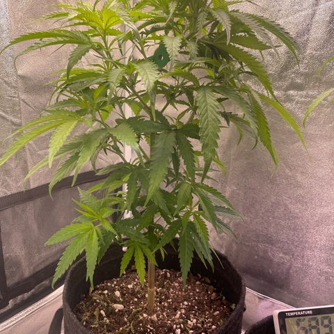 Congolese Bubblegum  growlog timeline photo
