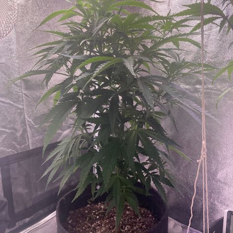 Congolese Bubblegum  growlog timeline photo
