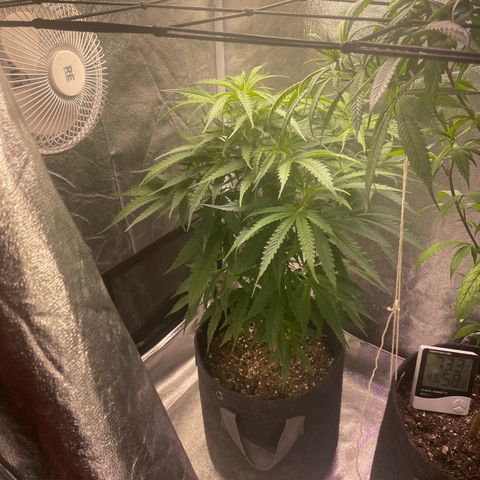 Congolese Bubblegum  growlog timeline photo