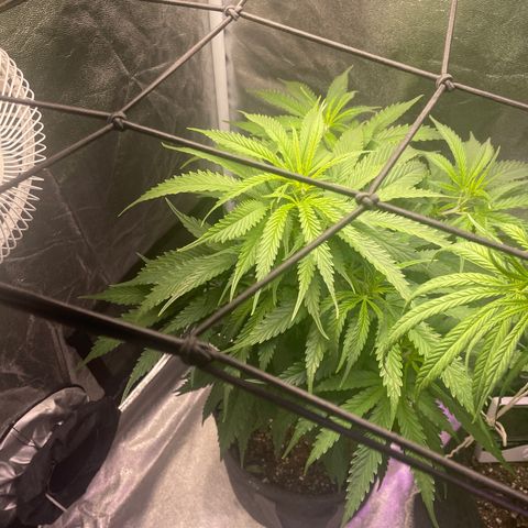 Congolese Bubblegum  growlog timeline photo