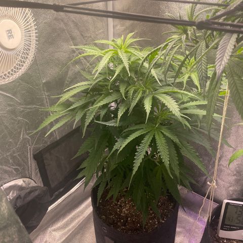 Congolese Bubblegum  growlog timeline photo