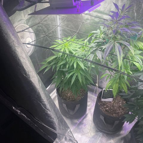 Congolese Bubblegum  growlog timeline photo