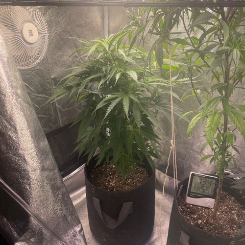 Congolese Bubblegum  growlog timeline photo
