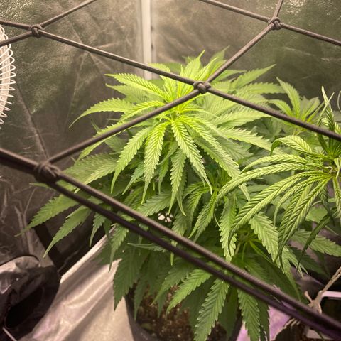 Congolese Bubblegum  growlog timeline photo