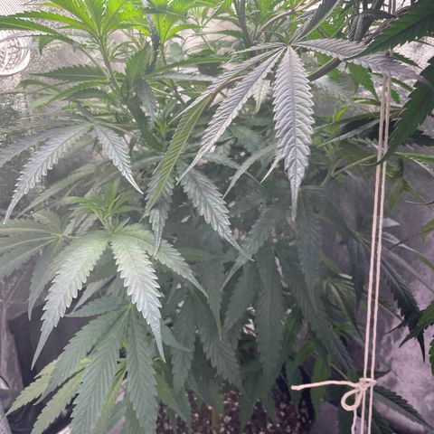 Congolese Bubblegum  growlog timeline photo