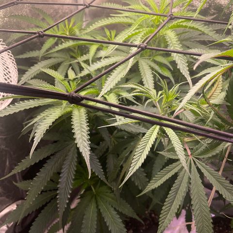 Congolese Bubblegum  growlog timeline photo