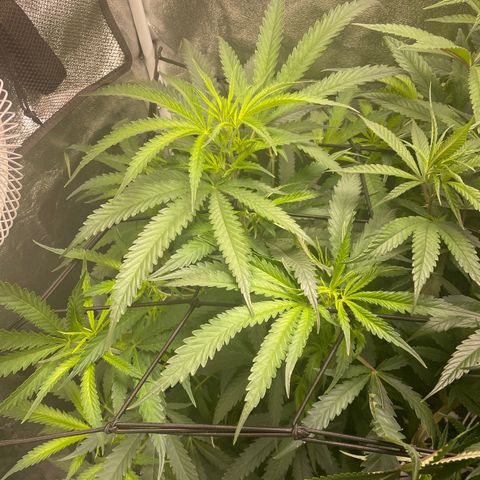 Congolese Bubblegum  growlog timeline photo