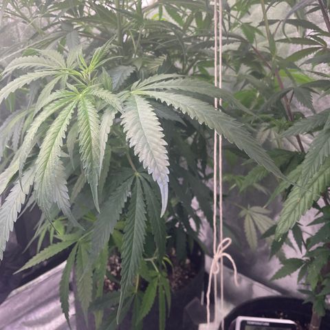 Congolese Bubblegum  growlog timeline photo