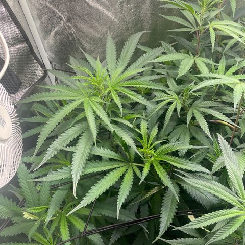Congolese Bubblegum  growlog timeline photo
