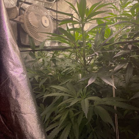 Congolese Bubblegum  growlog timeline photo