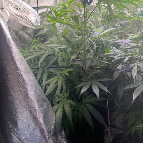 Congolese Bubblegum  growlog timeline photo