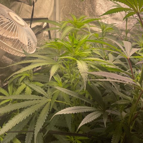 Congolese Bubblegum  growlog timeline photo