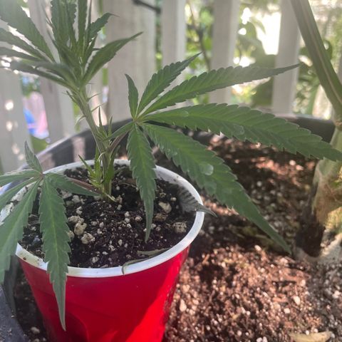 Orange 76  growlog timeline photo
