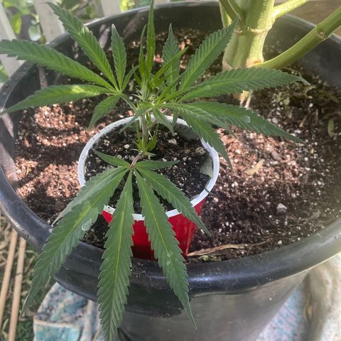  Orange 76  growlog timeline photo