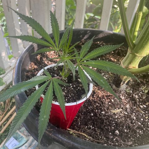  Orange 76  growlog timeline photo