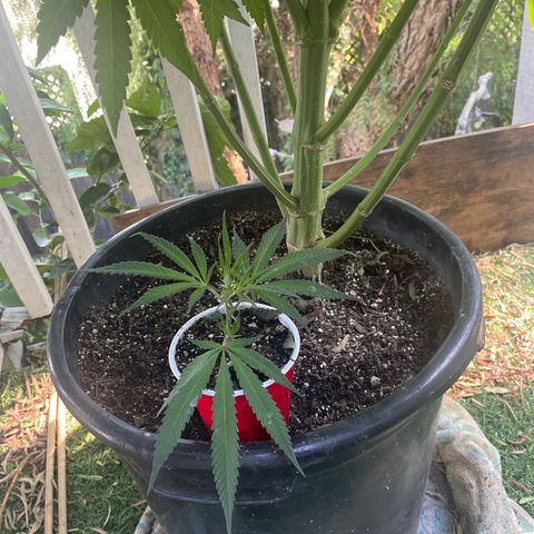  Orange 76  growlog timeline photo