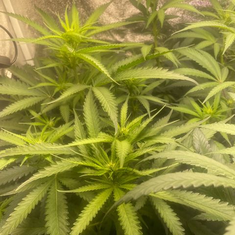 Congolese Bubblegum  growlog timeline photo