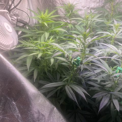 Congolese Bubblegum  growlog timeline photo