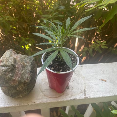  Orange 76  growlog timeline photo