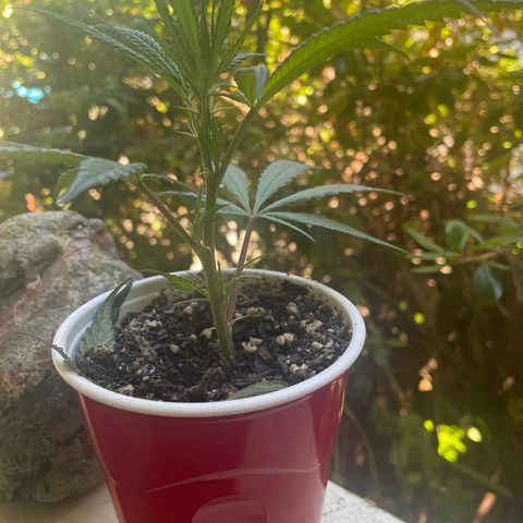 Orange 76  growlog timeline photo