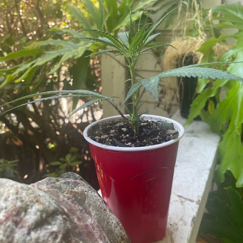  Orange 76  growlog timeline photo