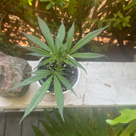  Orange 76  growlog timeline photo