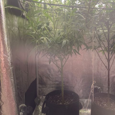 Congolese Bubblegum  growlog timeline photo