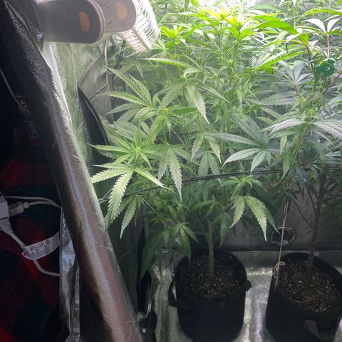 Congolese Bubblegum  growlog timeline photo