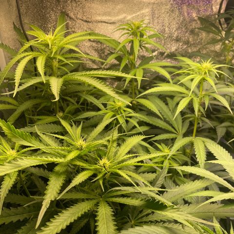 Congolese Bubblegum  growlog timeline photo