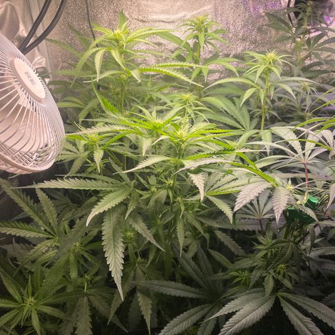 Congolese Bubblegum  growlog timeline photo