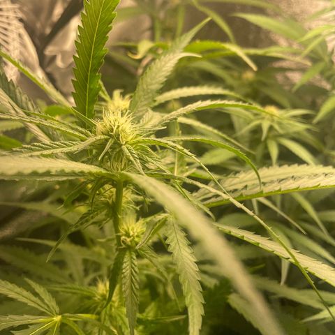 Congolese Bubblegum  growlog timeline photo