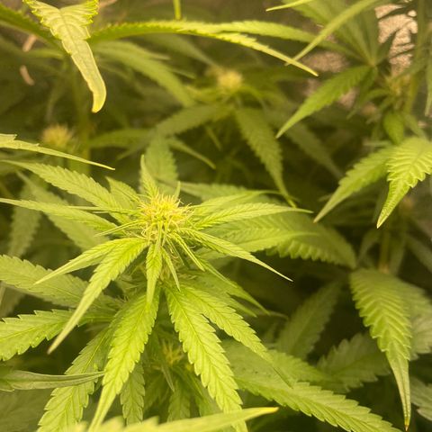 Congolese Bubblegum  growlog timeline photo