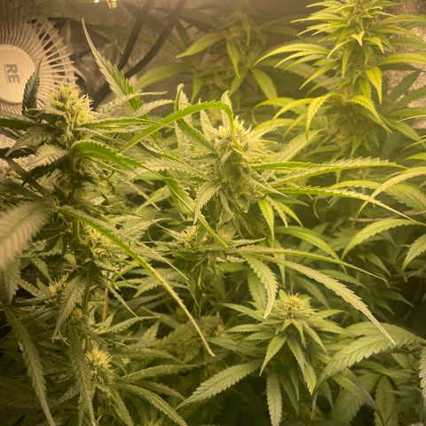 Congolese Bubblegum  growlog timeline photo