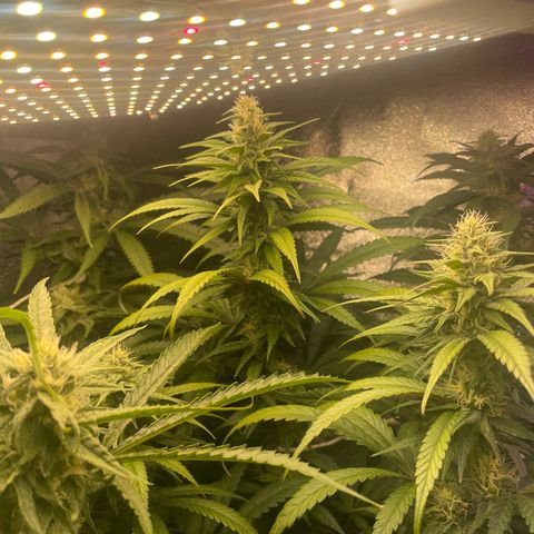 Congolese Bubblegum  growlog timeline photo