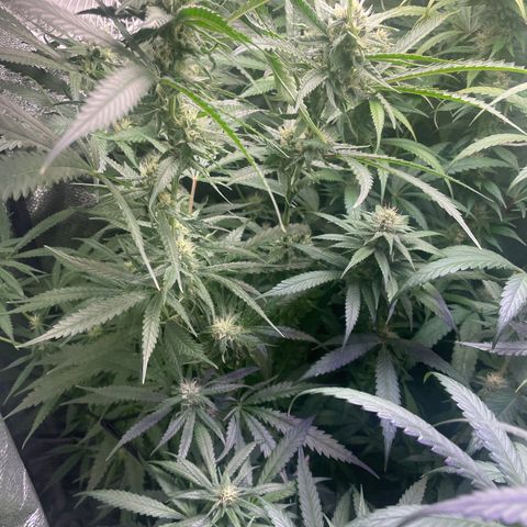 Congolese Bubblegum  growlog timeline photo
