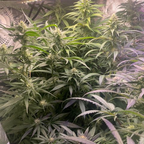 Congolese Bubblegum  growlog timeline photo