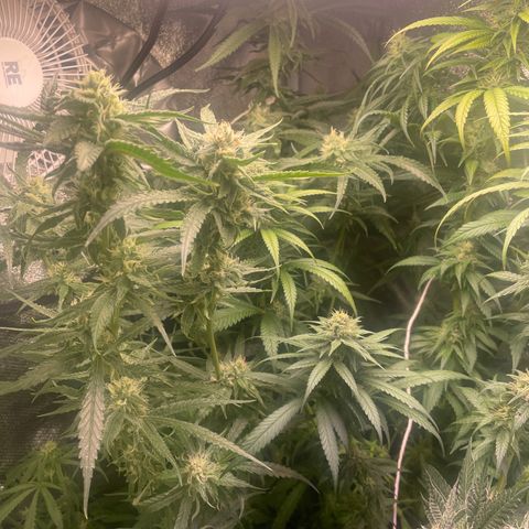 Congolese Bubblegum  growlog timeline photo