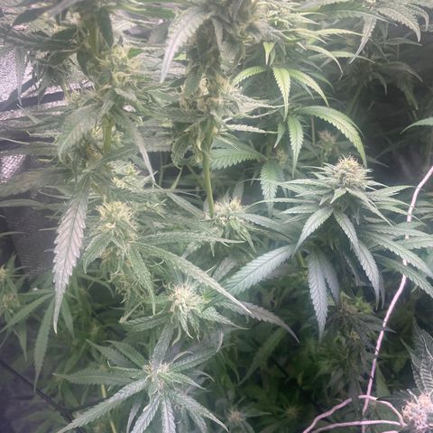Congolese Bubblegum  growlog timeline photo