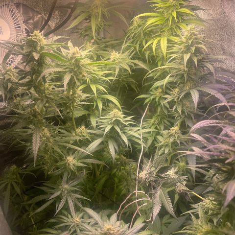 Congolese Bubblegum  growlog timeline photo