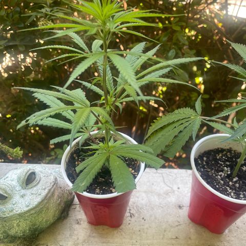  Orange 76  growlog timeline photo
