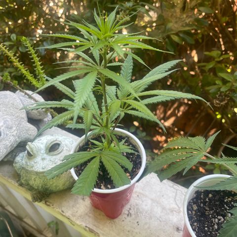  Orange 76  growlog timeline photo