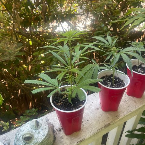  Orange 76  growlog timeline photo