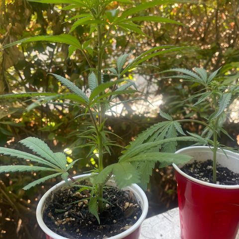  Orange 76  growlog timeline photo