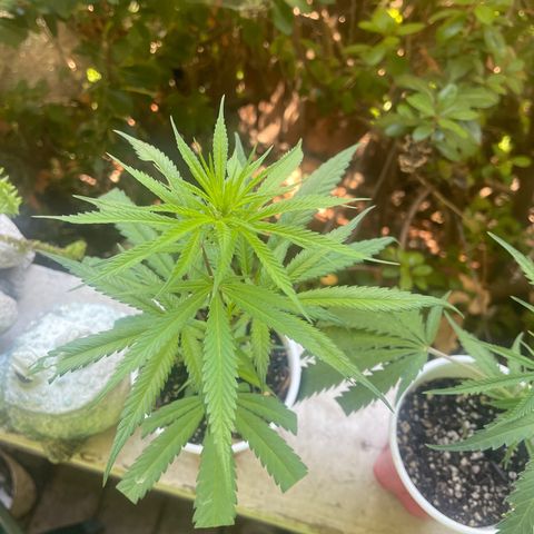  Orange 76  growlog timeline photo